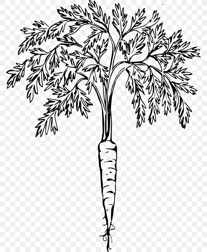 Carrot Line Art Clip Art, PNG, 772x1000px, Carrot, Black And White, Branch, Drawing, Flora Download Free