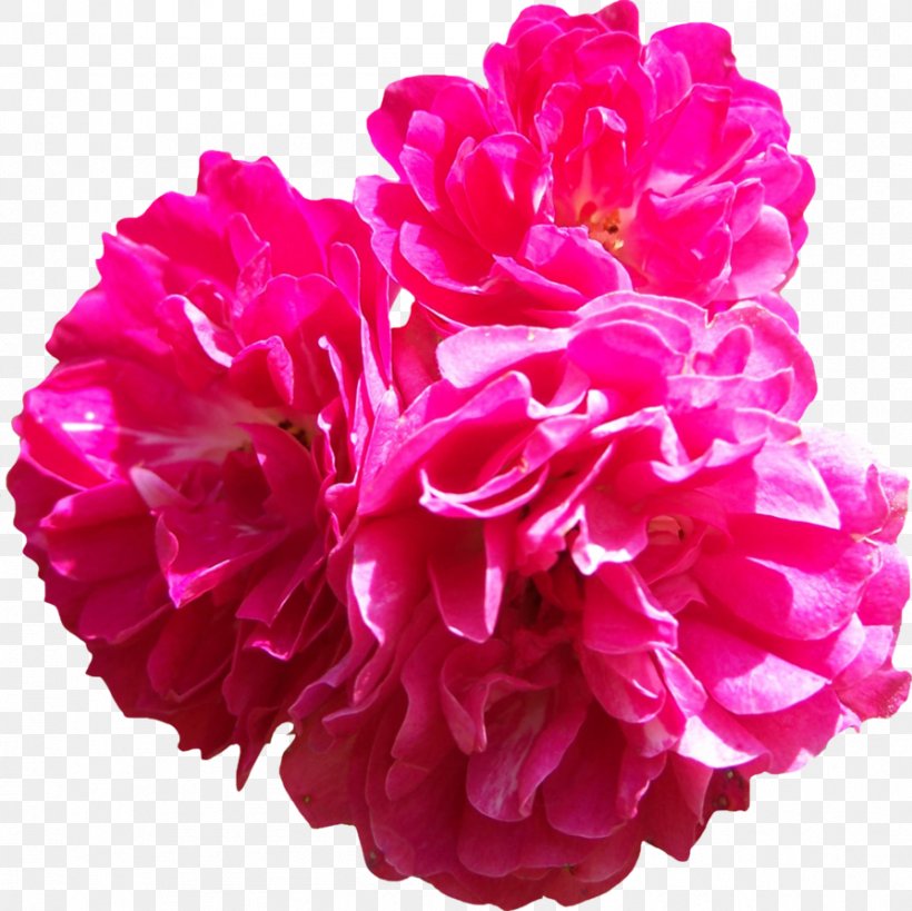 Pink Centifolia Roses Flower, PNG, 894x893px, Pink, Bright, Carnation, Centifolia Roses, Cut Flowers Download Free