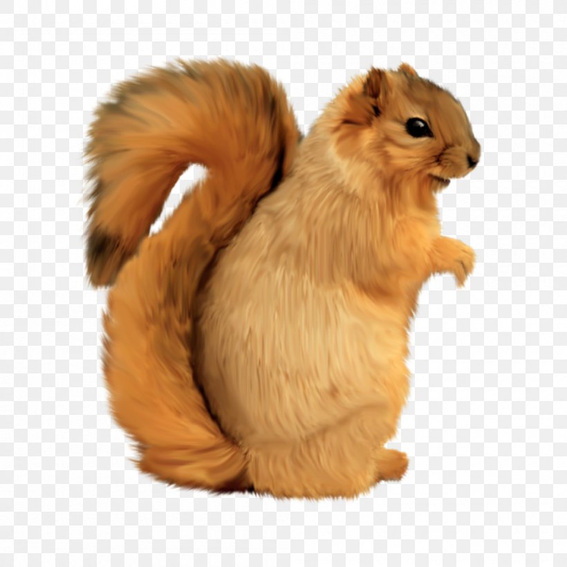 Tree Squirrel, PNG, 1000x1000px, Squirrel, Fauna, Fur, Image Editing, Mammal Download Free