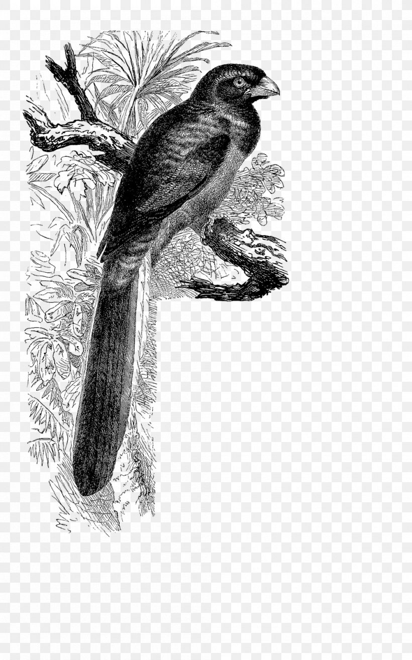 Bird Beak Fauna Cuckoos Antique, PNG, 998x1600px, Bird, Antique, Artwork, Beak, Black And White Download Free