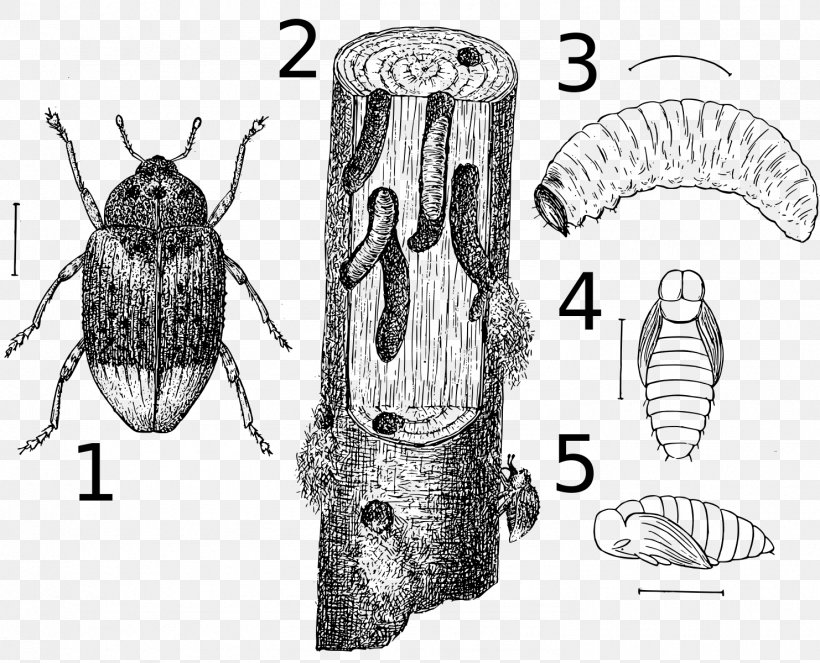 Cryptorhynchus Lapathi Larva Cryptorhynchinae Charançon, PNG, 1482x1200px, Watercolor, Cartoon, Flower, Frame, Heart Download Free
