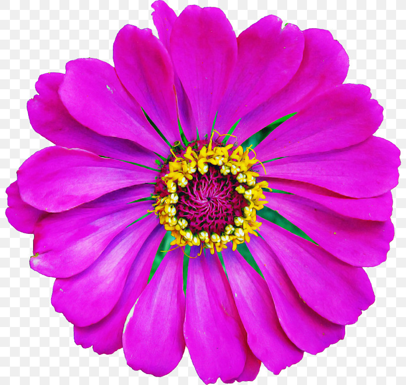 Flower Petal Violet Barberton Daisy Purple, PNG, 800x777px, Flower, African Daisy, Annual Plant, Aster, Barberton Daisy Download Free