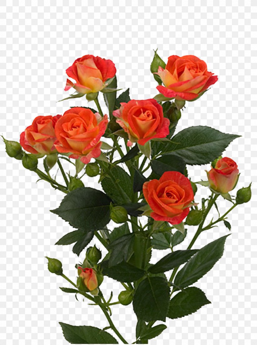 Garden Roses Flower Bouquet Euroflora, PNG, 1000x1340px, Rose, Artificial Flower, Cut Flowers, Euroflora, Floral Design Download Free