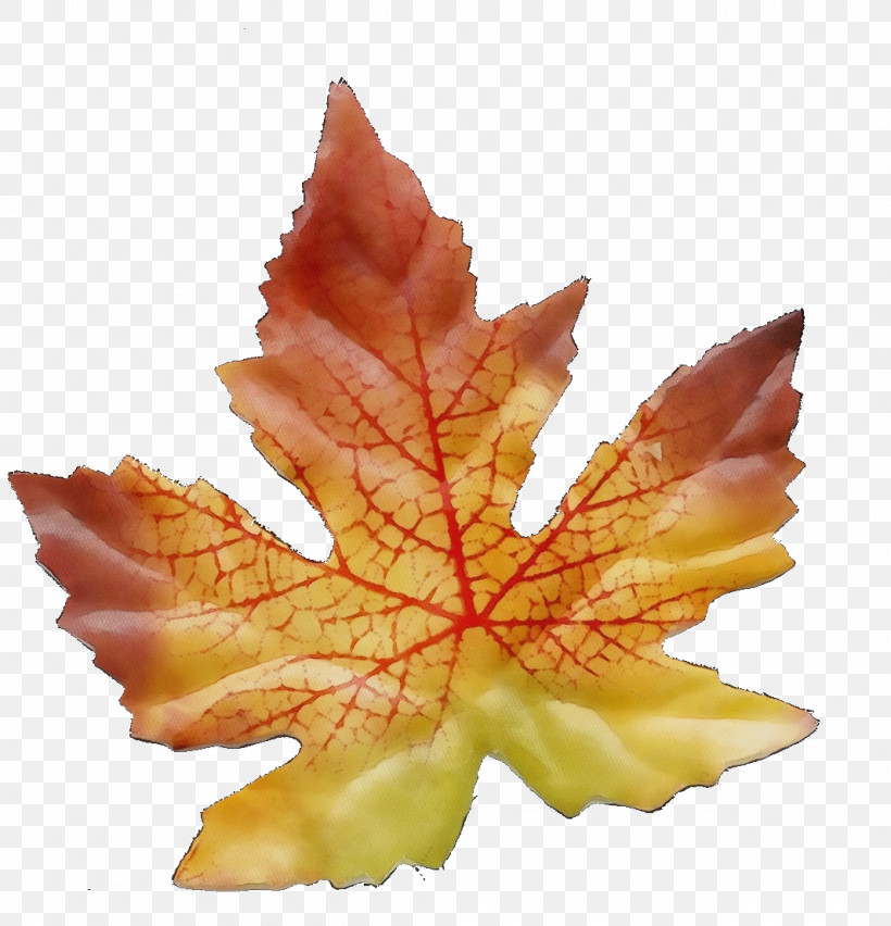 Leaf Maple Leaf / M Science Biology Plant, PNG, 1065x1107px, Watercolor, Biology, Leaf, Maple Leaf M, Paint Download Free