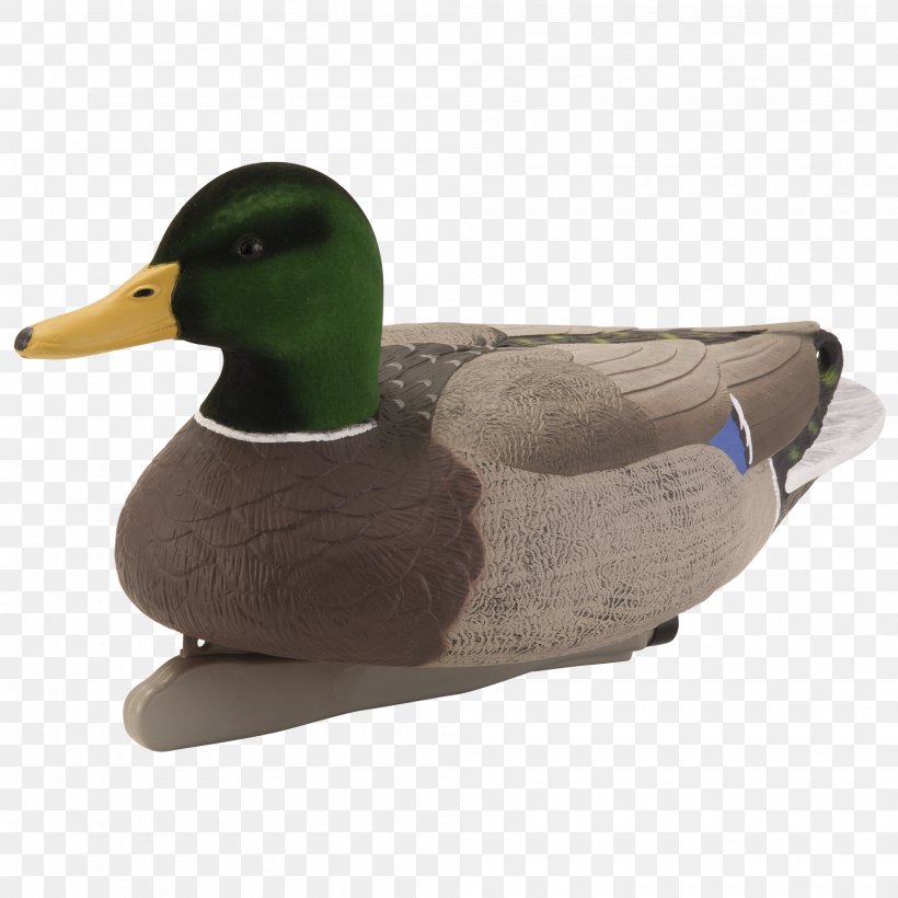 Mallard Duck Teal, PNG, 2000x2000px, Mallard, Beak, Bird, Duck, Ducks Geese And Swans Download Free