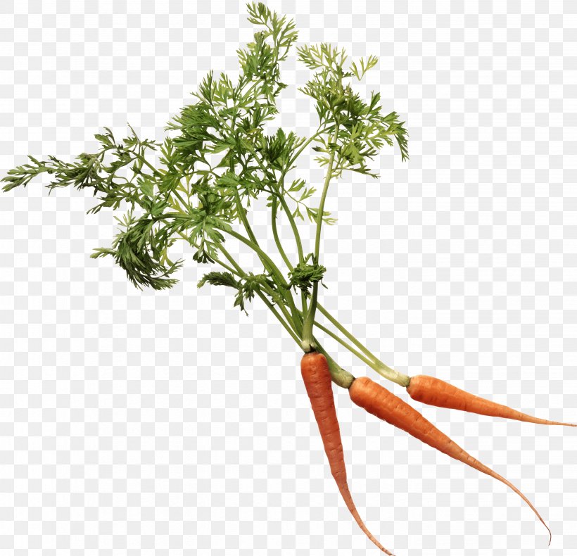 Carrot Leaf Vegetable Marrow-stem Kale Food Eating, PNG, 2858x2755px, Watercolor, Cartoon, Flower, Frame, Heart Download Free