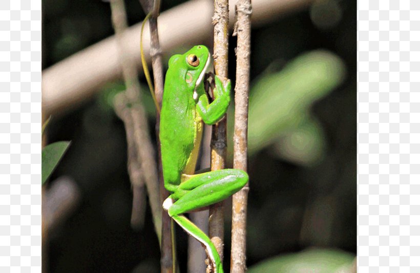 Daintree Rainforest Cape Tribulation, Queensland Daintree River Fauna, PNG, 800x533px, Daintree Rainforest, Amphibian, Animal, Australia, Cape Tribulation Queensland Download Free