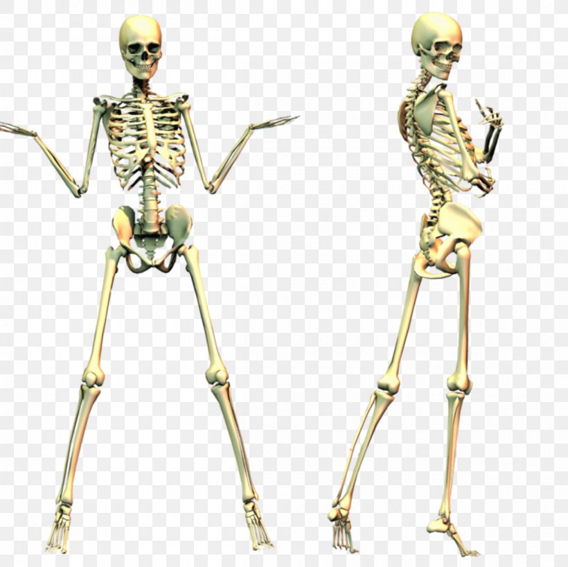 Human Skeleton Skull Clip Art, PNG, 1200x1198px, 3d Computer Graphics, Skeleton, Arm, Bone, Figurine Download Free