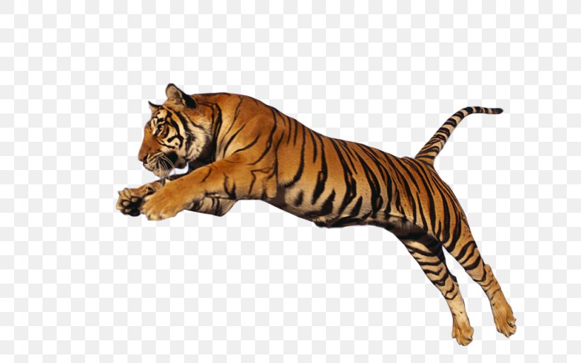 Tiger Clip Art, PNG, 1024x640px, Jaguar, Bengal Tiger, Big Cat, Big Cats, Carnivoran Download Free