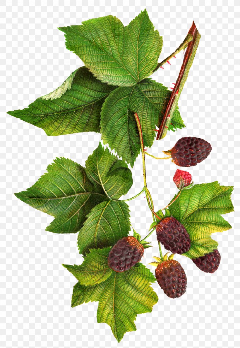 BlackBerry Clip Art, PNG, 1107x1600px, Blackberry, Art, Berry, Boysenberry, Bramble Download Free