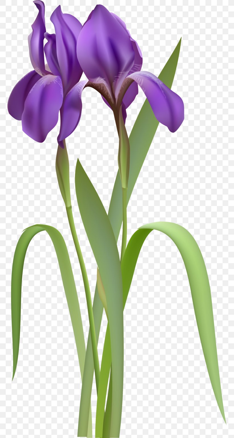 Iris Flower Data Set Clip Art, PNG, 768x1531px, Iris Flower Data Set, Cattleya, Cut Flowers, Flower, Flowering Plant Download Free