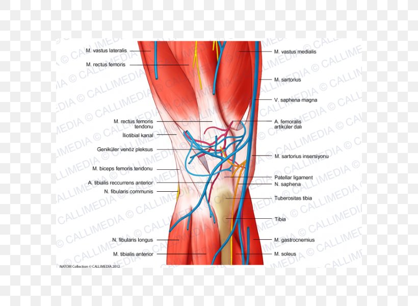 Knee Human Body Blood Vessel Nerve Nervous System, PNG, 600x600px, Watercolor, Cartoon, Flower, Frame, Heart Download Free