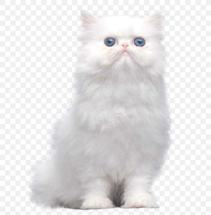 Persian Cat Asian Semi-longhair Ragamuffin Cat Himalayan Cat Turkish Angora, PNG, 665x833px, Persian Cat, Asian Semi Longhair, Asian Semilonghair, British Semi Longhair, British Semilonghair Download Free