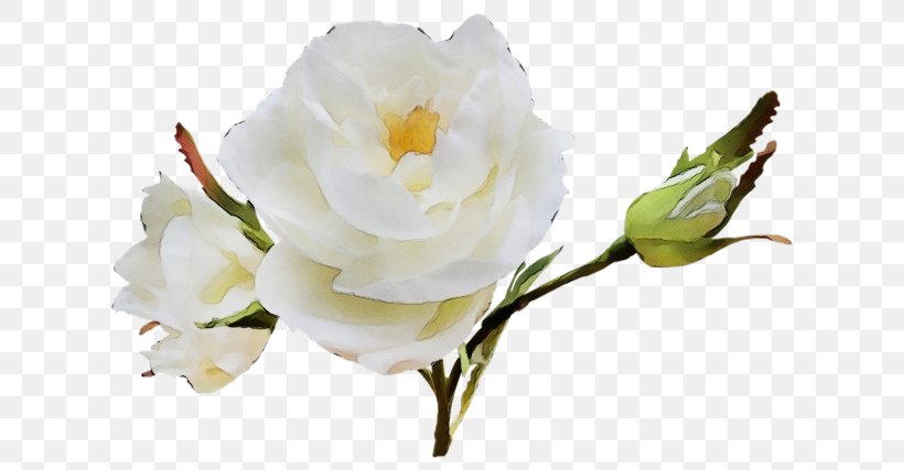 Rose, PNG, 640x427px, Watercolor, Bud, Cut Flowers, Flower, Flowering Plant Download Free