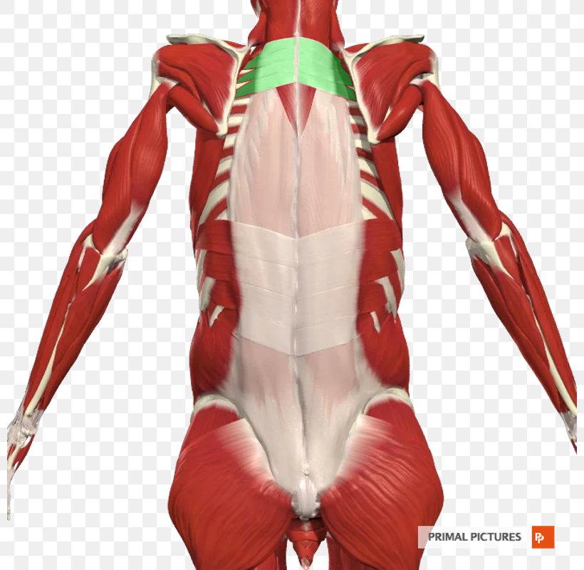 Shoulder Joint Arm Muscle Back Strain, PNG, 800x800px, Shoulder, Arm, Back Strain, Human Back, Joint Download Free