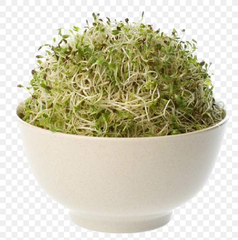 Organic Food Alfalfa Seed Sprouting, PNG, 791x828px, Organic Food, Alfalfa, Alfalfa Sprouts, Bean Sprouts, Biluochun Download Free