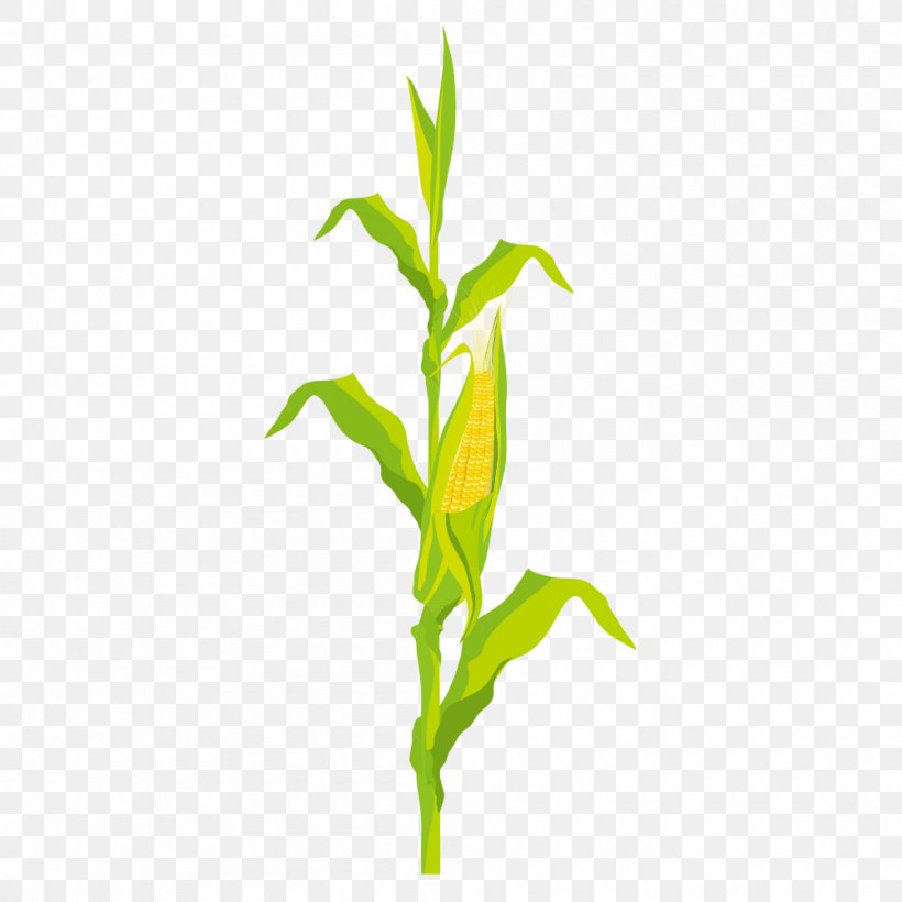 Corn On The Cob Maize, PNG, 1000x1000px, Corn On The Cob, Branch, Cartoon, Corn Kernel, Food Download Free