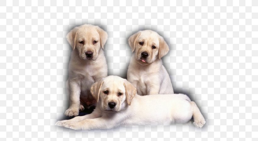 Dog And Cat, PNG, 600x450px, Labrador Retriever, Akbash Dog, Beagador, Boxer, Breed Download Free