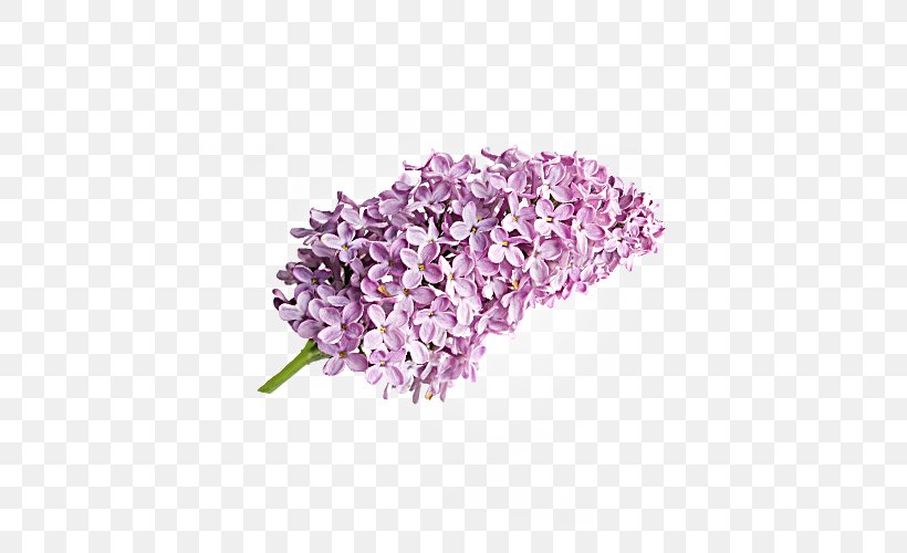 Lilac Lavender Cut Flowers, PNG, 500x500px, Lilac, Cut Flowers, Flower, Lavender, Purple Download Free
