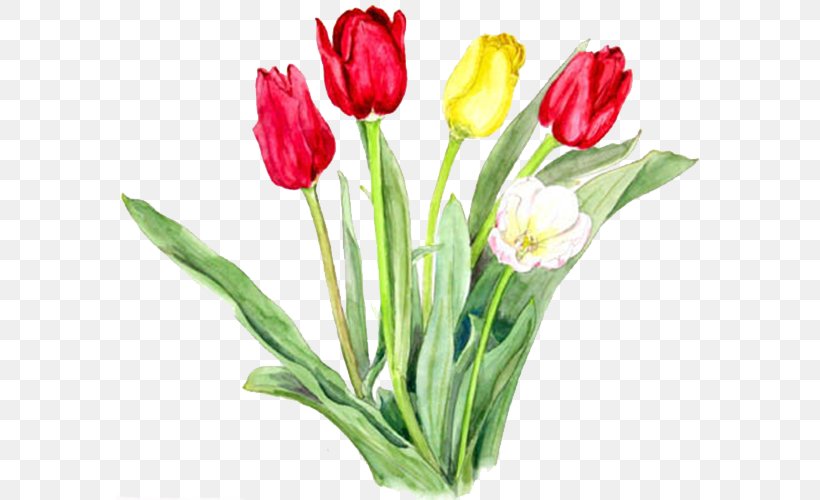 Tulipa Gesneriana Watercolor Painting Designer Cut Flowers, PNG, 588x500px, Tulipa Gesneriana, Creative Work, Cut Flowers, Designer, Floral Design Download Free