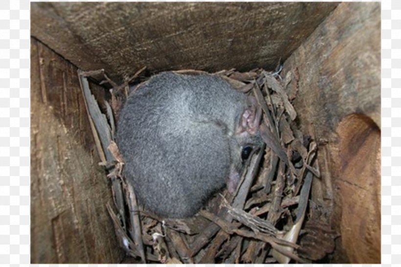 Bird Nest Fauna NEST+m, PNG, 1800x1200px, Bird, Bird Nest, Fauna, Nest, Nestm Download Free