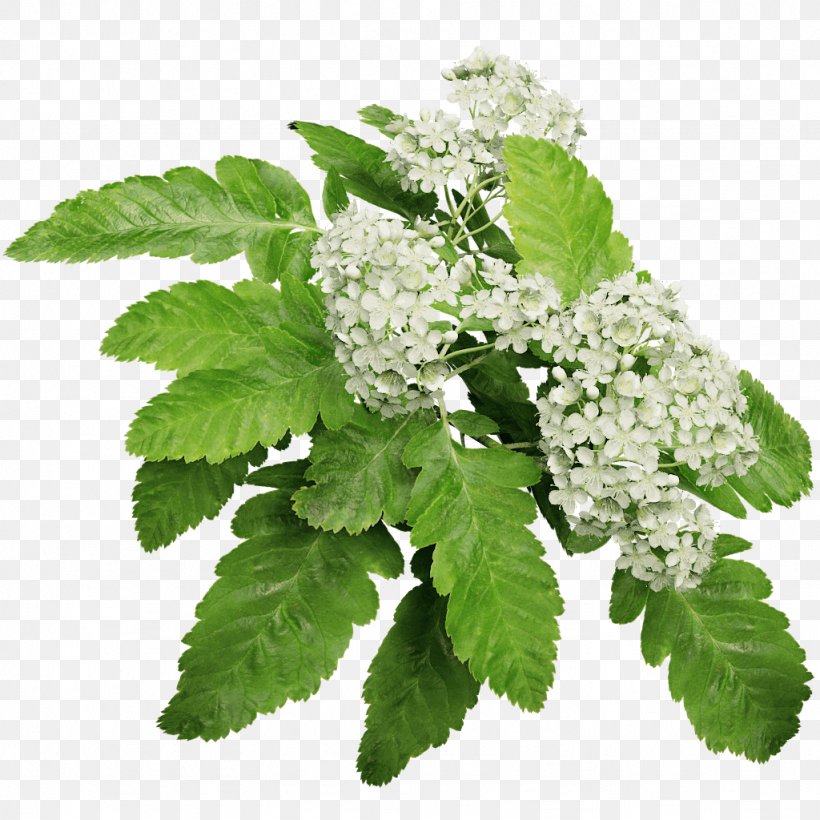 Sorbus × Hybrida Bastard Service-tree Northern Red Oak Korean Mountain Ash, PNG, 1024x1024px, Tree, Ash, Herb, Leaf, Lemon Balm Download Free