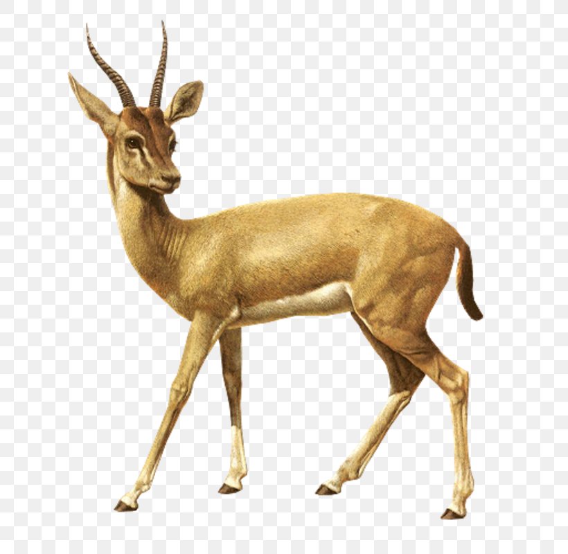Africa Antelope Icon, PNG, 664x800px, Africa, Adobe Acrobat, Antelope, Antler, Deer Download Free