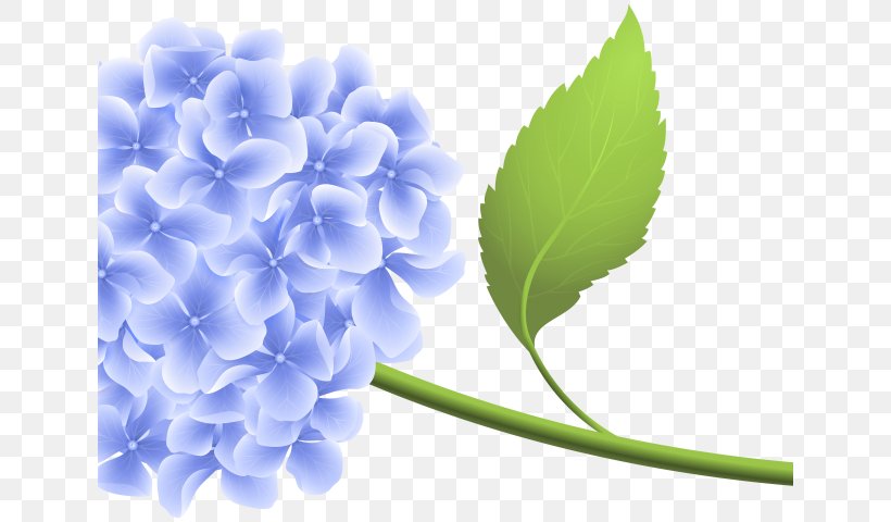 Clip Art Image Desktop Wallpaper Illustration, PNG, 640x480px, Violet, Cornales, Flower, Flowering Plant, French Hydrangea Download Free