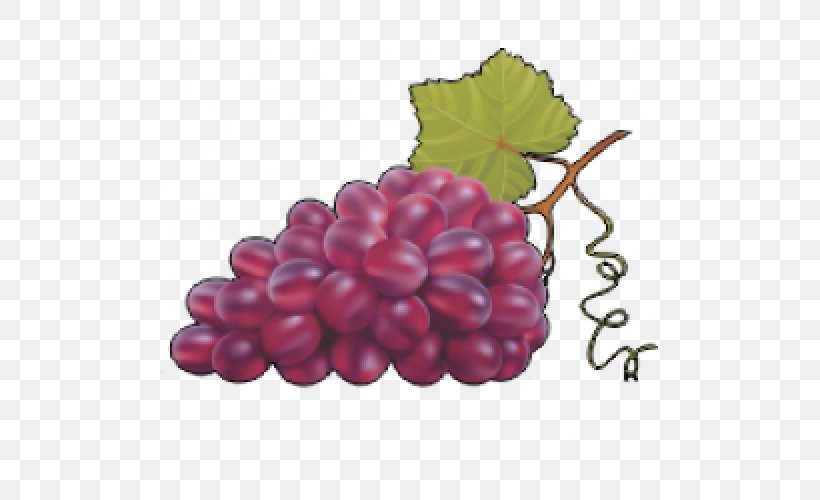 Common Grape Vine Vector Graphics Clip Art, PNG, 500x500px, Common Grape Vine, Berry, Boysenberry, Flowering Plant, Food Download Free