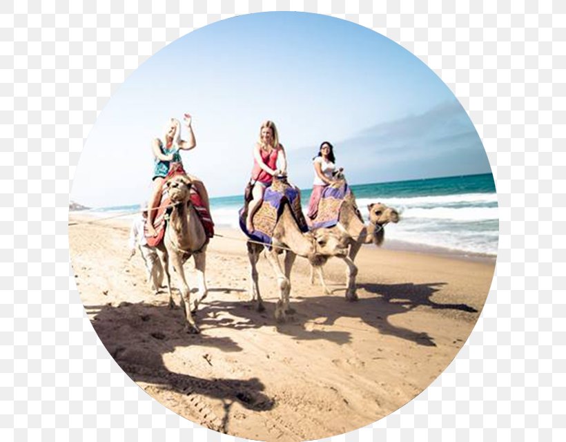 Dromedary Morocco Travel Excursion Vacation, PNG, 663x640px, Dromedary, Arabian Camel, Beach, Camel, Camel Like Mammal Download Free