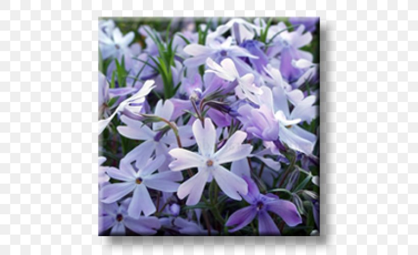 Moss Phlox Phlox Douglasii Perennial Plant Violet Herbaceous Plant, PNG, 500x500px, Moss Phlox, Bellflower Family, Blue, Color, Evergreen Download Free