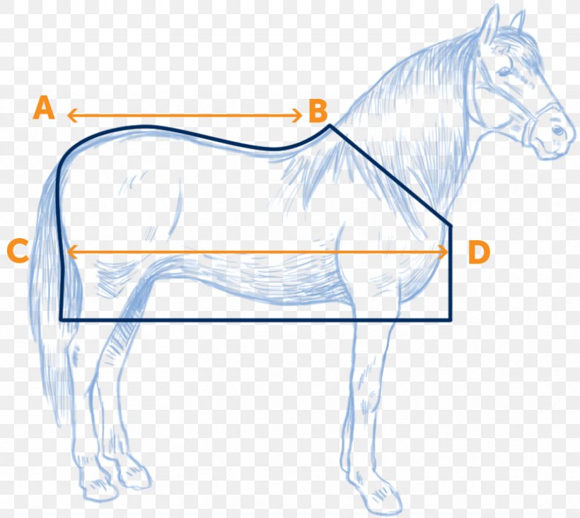 Horse Bridle Size Chart
