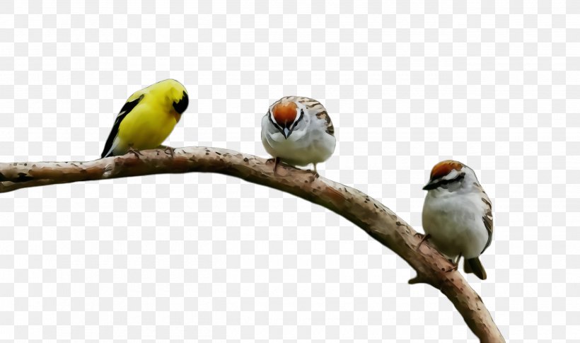 Bird Beak Branch Songbird Parrot, PNG, 2600x1540px, Watercolor, Adaptation, Beak, Bird, Branch Download Free