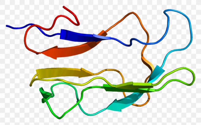DBT Gene Expression Branched-chain Alpha-keto Acid Dehydrogenase Complex Protein, PNG, 885x551px, Gene, Acyltransferase, Area, Artwork, Branchedchain Amino Acid Download Free