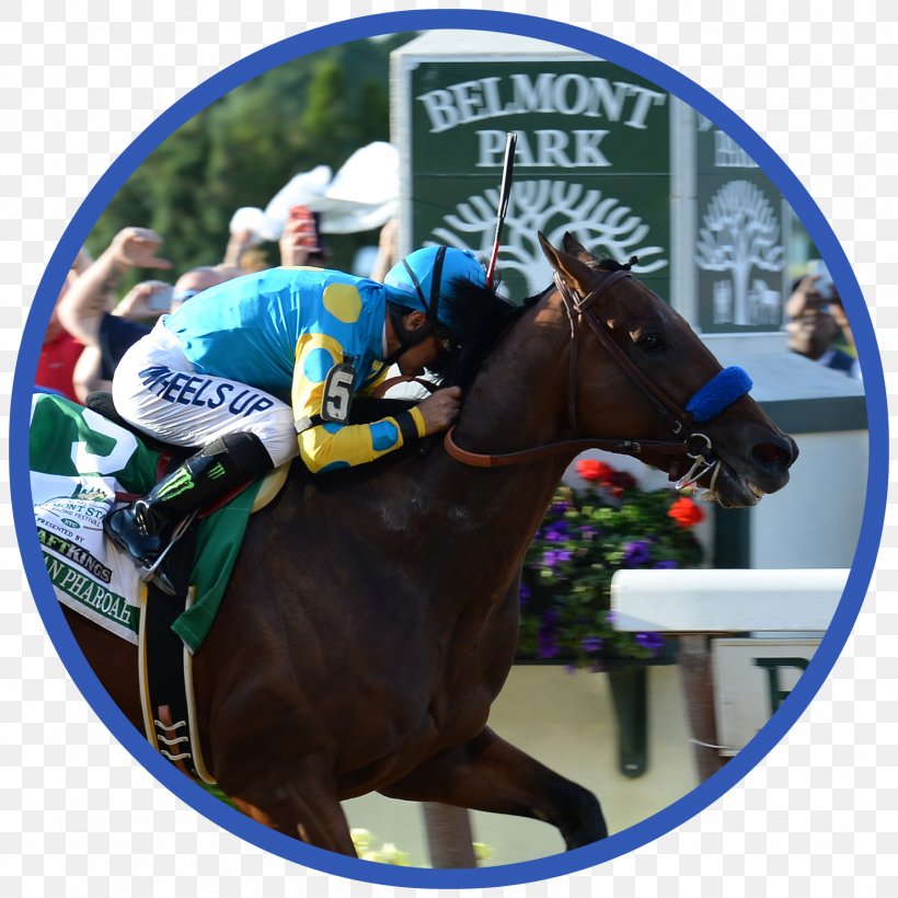 Thoroughbred 2017 Belmont Stakes Belmont Park Horse Racing American Pharoah, PNG, 1798x1798px, Thoroughbred, American Pharoah, At The Races, Belmont Park, Belmont Stakes Download Free