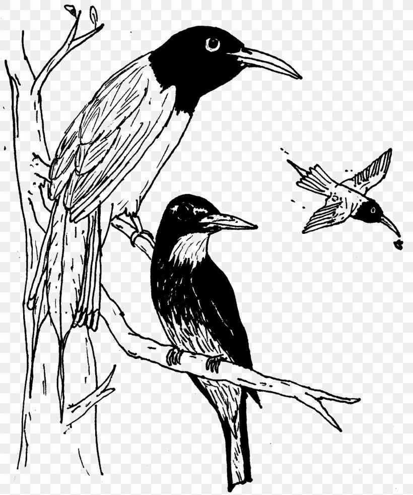 Beak Songbird Fauna Wildlife, PNG, 1336x1600px, Beak, Art, Bird, Black And White, Branch Download Free