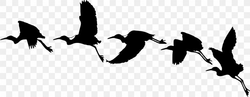 Bird Flight Goose Archaeopteryx, PNG, 2318x902px, Bird, Archaeopteryx, Beak, Bird Flight, Black And White Download Free