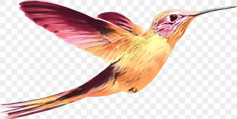 Hummingbird, PNG, 850x430px, Cartoon, Beak, Bird, Coraciiformes, Feather Download Free