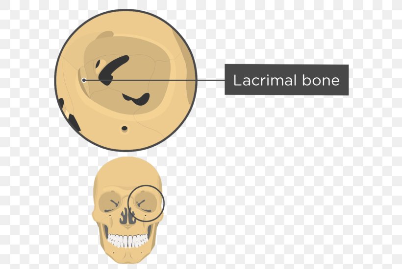 Orbit Skull Human Skeleton Anatomy Sphenoid Bone, PNG, 745x550px, Orbit, Anatomy, Axial Skeleton, Bone, Brand Download Free
