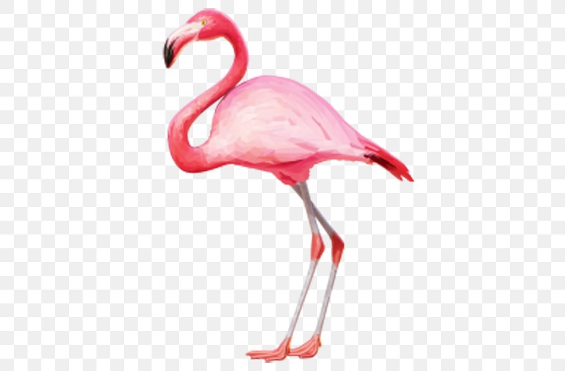 Phoenicopteridae Flamingo Clip Art, PNG, 600x538px, Phoenicopteridae, Beak, Bird, Display Resolution, Flamingo Download Free