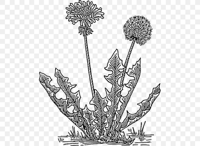 The Dandelion Insurrection: Love And Revolution Coloring Book Common Dandelion Clip Art, PNG, 506x600px, Coloring Book, Adult, Artwork, Black And White, Common Dandelion Download Free