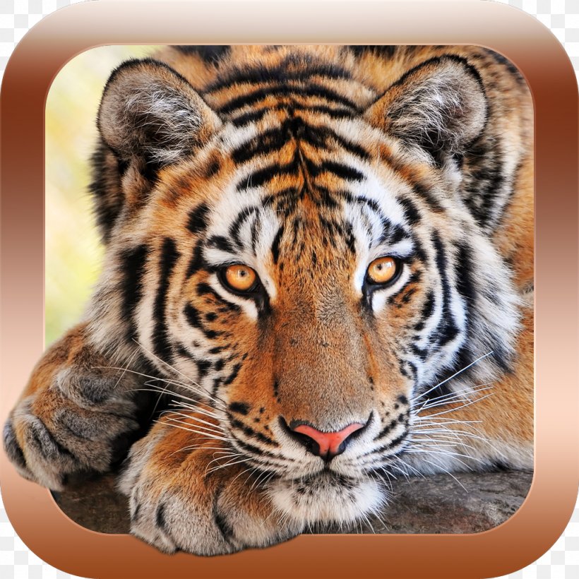 Animals For Kids, PNG, 1024x1024px, Child, Android, Big Cats, Carnivoran, Cat Like Mammal Download Free
