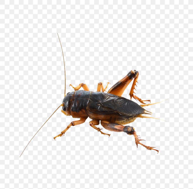 House Cricket Insect Grasshopper, PNG, 1024x1005px, Cricket, Acheta, Arthropod, Bush Crickets, Cockroach Download Free