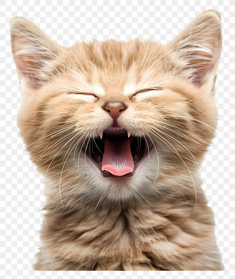 Kitten Emoji - Cute Yawning Kitten, PNG, 3436x4076px, Kitten Emoji ...