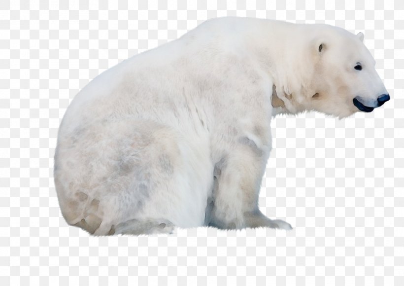 Polar Bear Bear Polar Bear Wildlife Animal Figure, PNG, 1062x752px, Watercolor, Animal Figure, Bear, Paint, Polar Bear Download Free