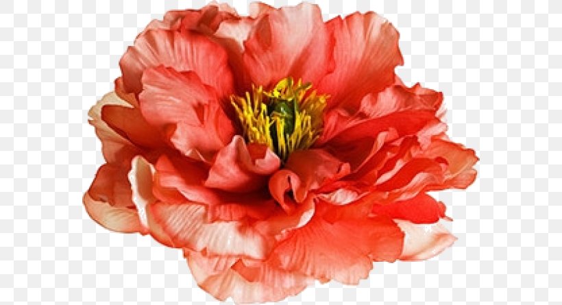 Carnation Cut Flowers Peony The Poppy Family, PNG, 580x445px, Carnation, Cut Flowers, Flower, Flowering Plant, Orange Sa Download Free