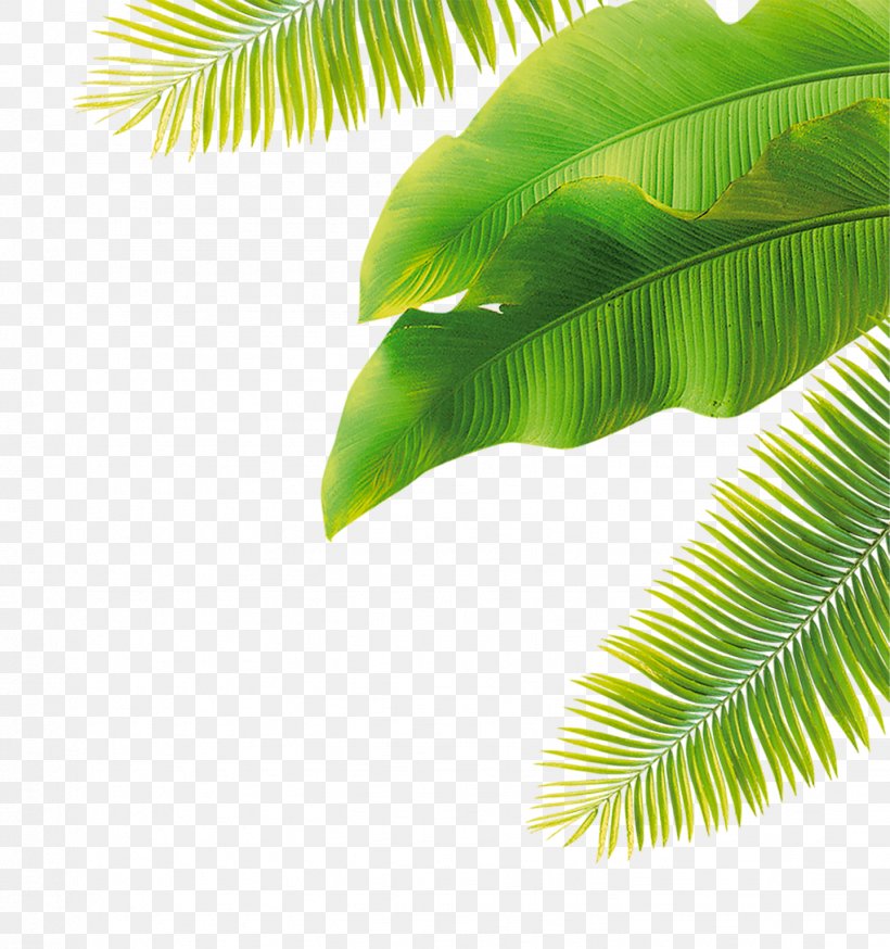 Fruit Flower, PNG, 1439x1534px, Banana Leaf, Arecales, Banana, Grass, Green Download Free
