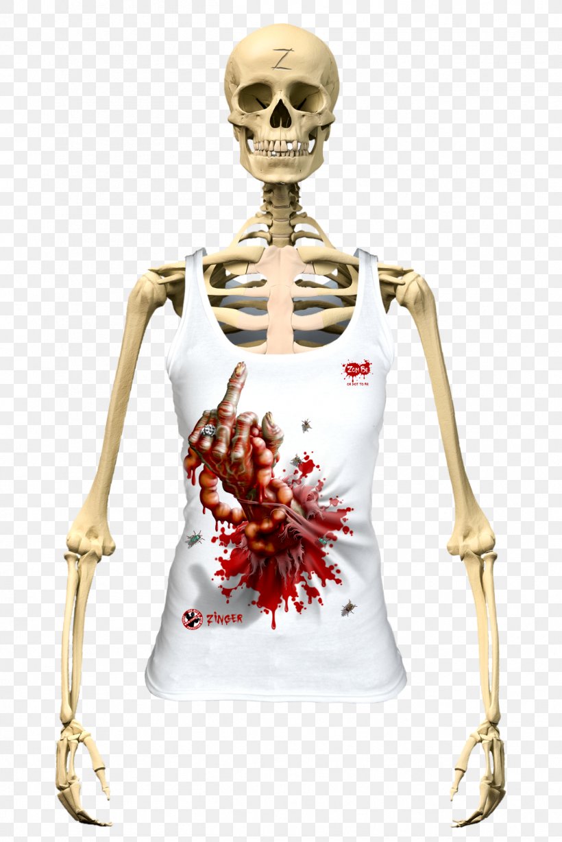 Human Skeleton The Skeletal System Human Body Vertebral Column, PNG, 1302x1950px, Skeleton, Anatomy, Bone, Homo Sapiens, Human Download Free