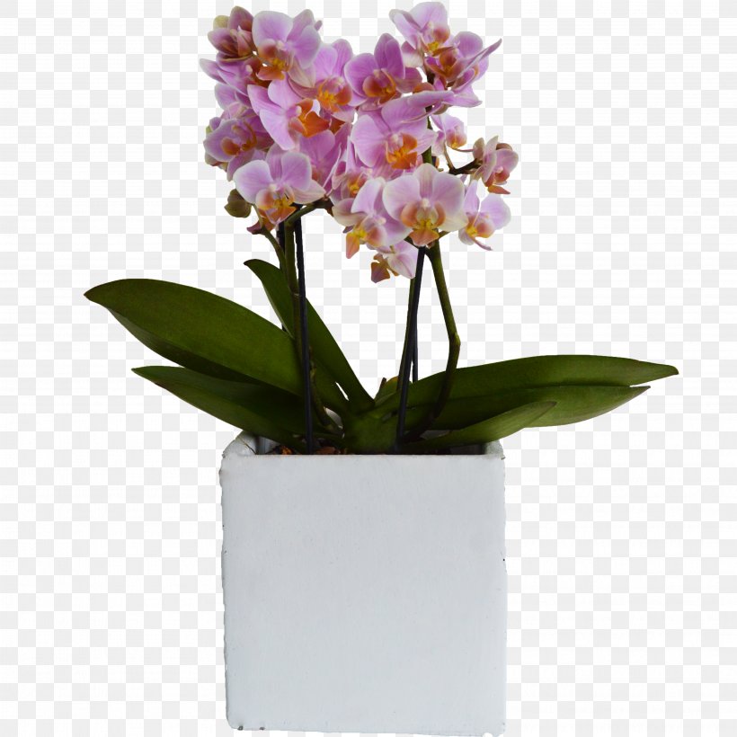 Moth Orchids Flowerpot Cattleya Orchids Plant, PNG, 3642x3642px, Moth Orchids, Artificial Flower, Bloemenatelier Verde, Bonsai, Cambria Download Free