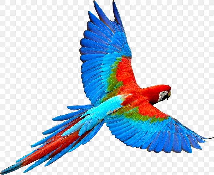 Parrot Bird Flight Scarlet Macaw, PNG, 1274x1041px, Parrot, Beak, Bird, Color, Common Pet Parakeet Download Free